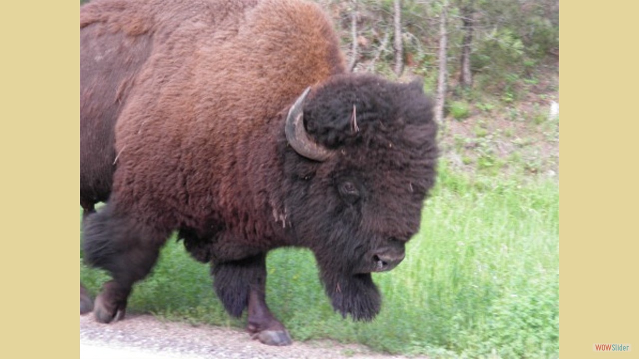 Custer State Park, SD
