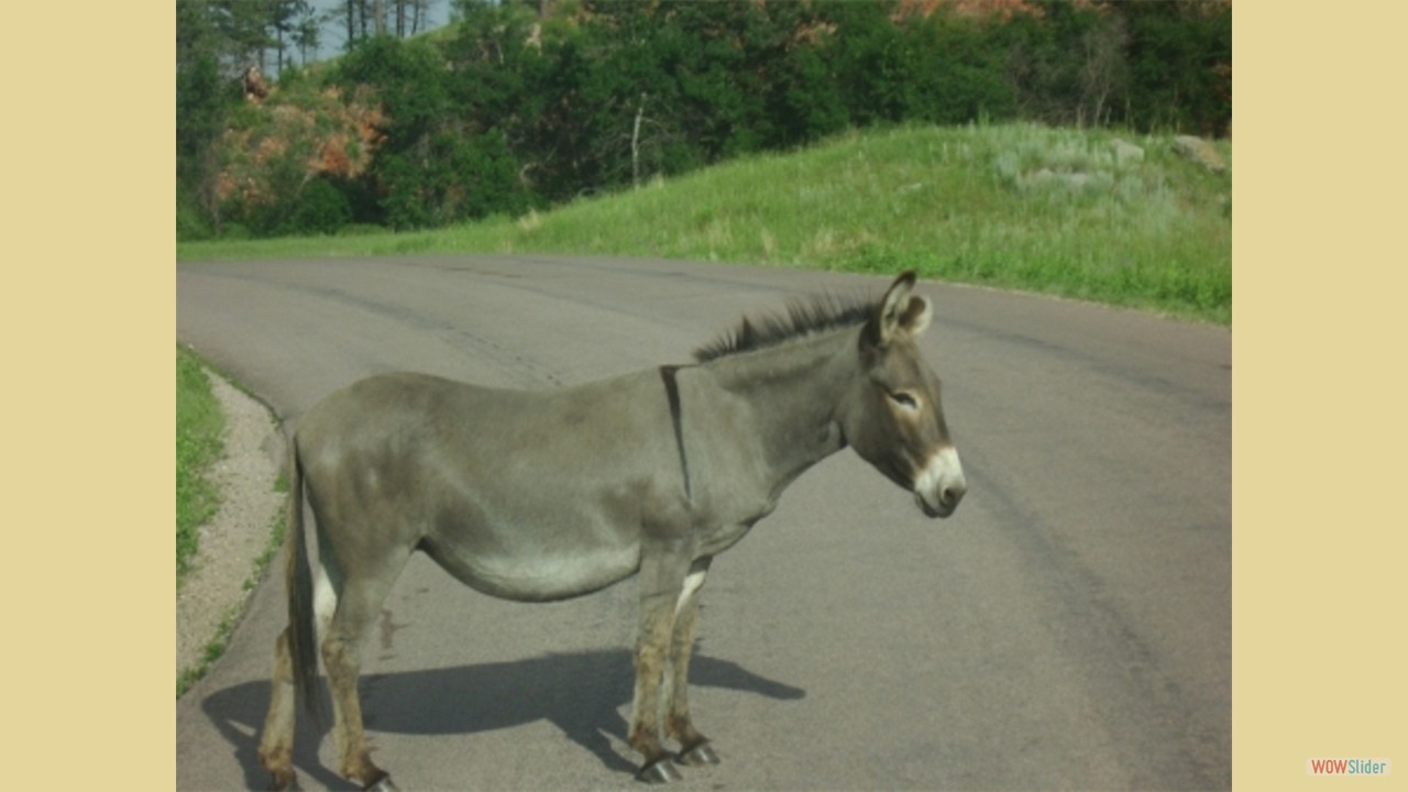 Burro at Custer State Park