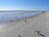 Birds at the beach