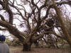 Very large live oak tree