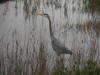 Blue Heron
