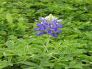 Blue Bonnet