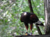 RedTailHawk