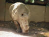 Nice picture of a White Rhino
